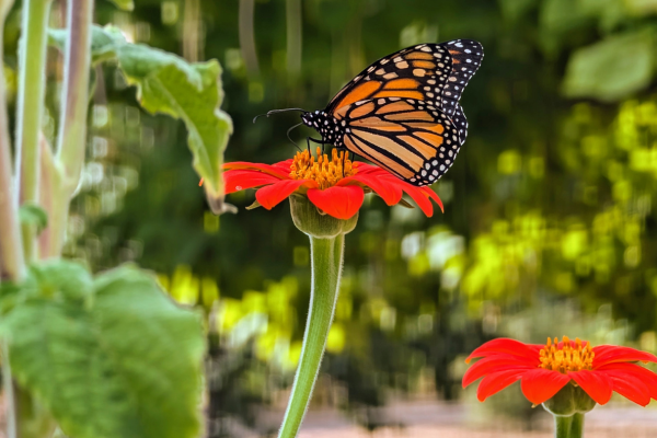 monarch on plants