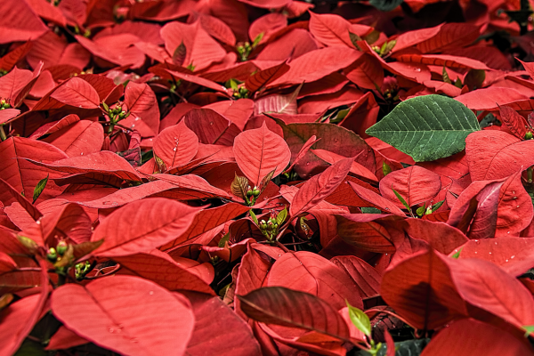 Poinsettias