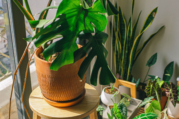 houseplants with variegated leaves