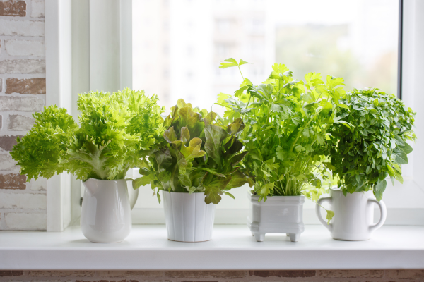 vegetables in pots indoors in front of a sunny window