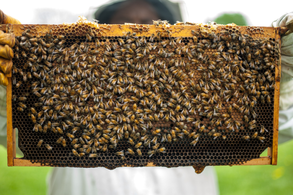 beekeeper