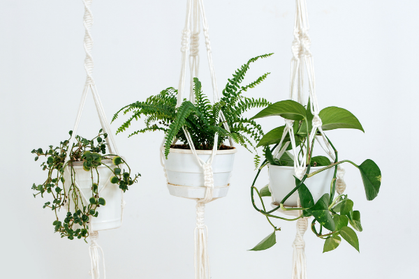 3 plants hanging in macrame holders