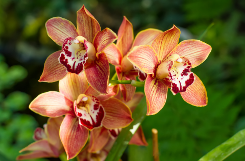 orchids