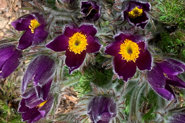 fuzzy purple pasque flowers