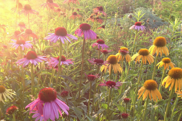 perennials, mainly coneflowers in the wild