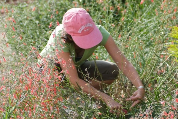 woman cutting back flowers