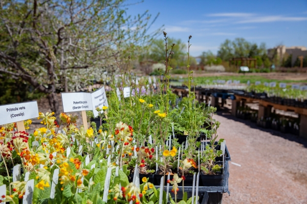 plants for sale
