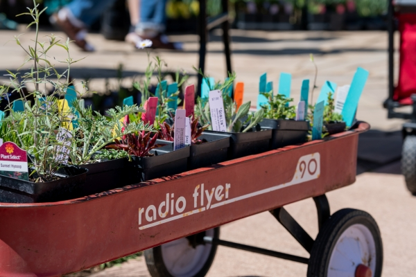 wagon with plants