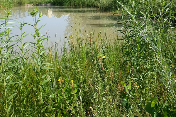 Wetlands demo site