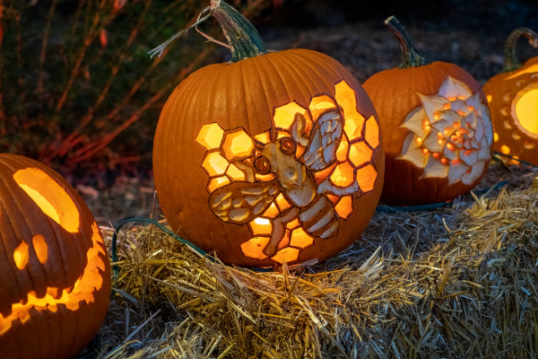 Pumpkins on Parade is the premier Halloween event in Fort Collins and northern Colorado.