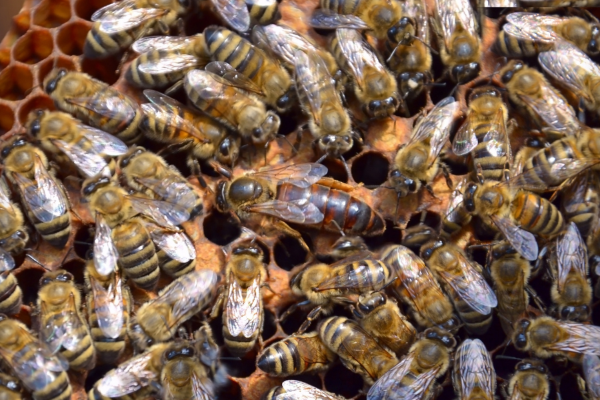 Bees in Hive