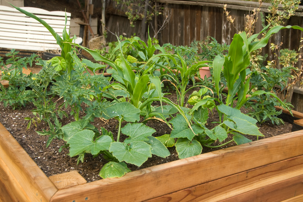 raised bed garden