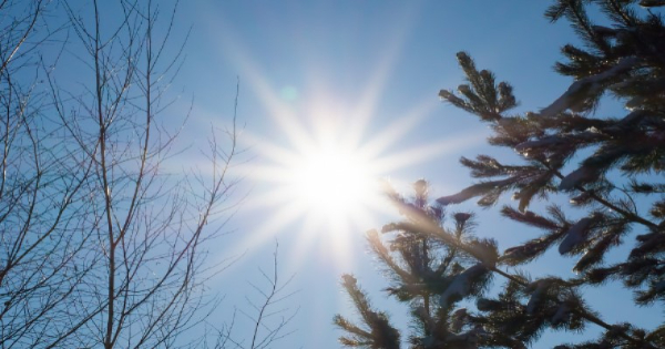 sun shining through trees