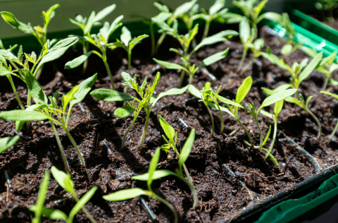 growing seedlings in small containers