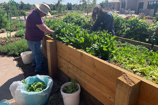 volunteers cutting spinach