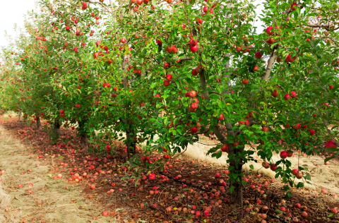 apple trees in a row
