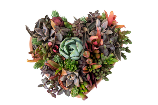heart-shaped succulent arrangement