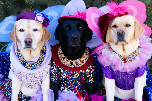 sugar plum furries dog troupe