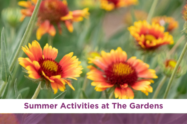 Summer Activities at The Gardens