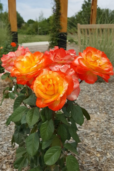 orange and yellow roses