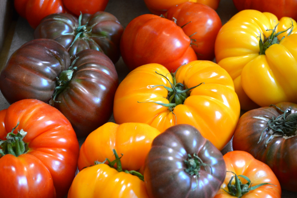 colorful tomatoes