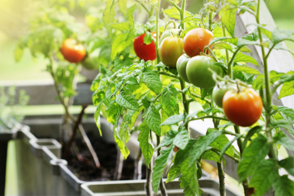 tomatoes in containers