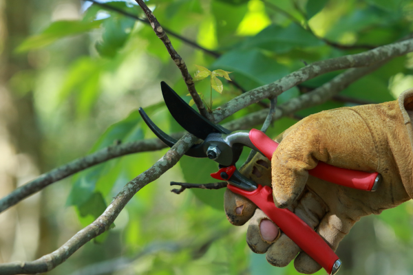person holding pruning shears to a tree branch