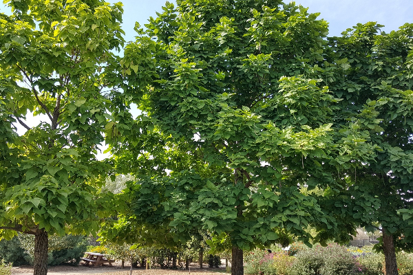 catalpa trees