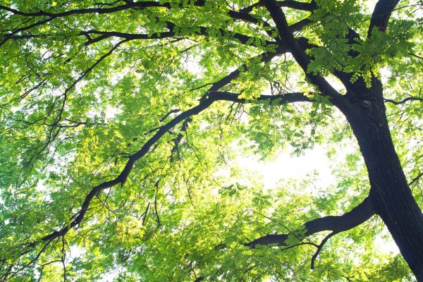 large tree canopy