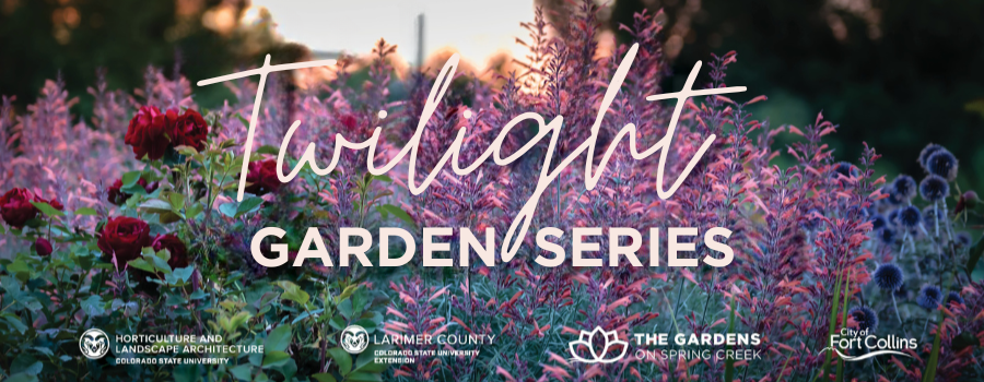 agastache in twilight