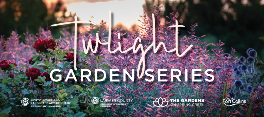 agastache in twilight