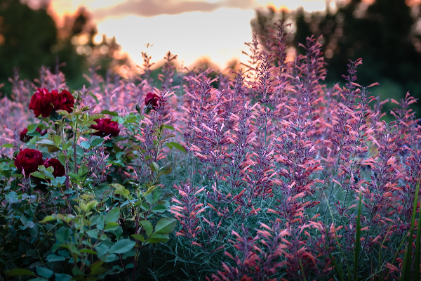 photo of flowers in the evening