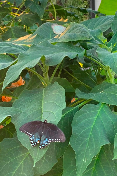 butterflies on plants