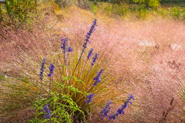 Prairie garden