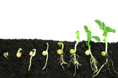 life cycle of a vegetable from seed