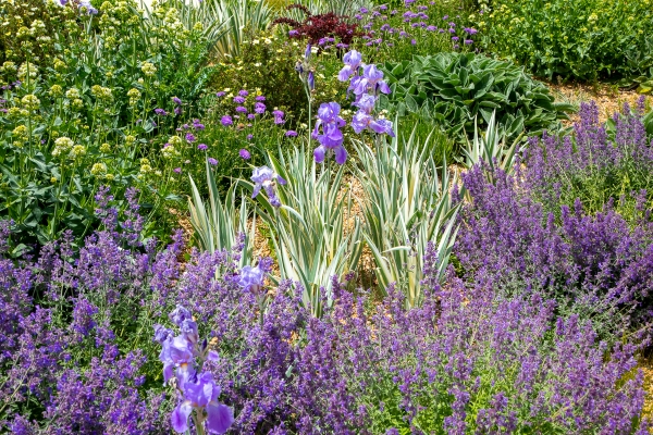 iris in garden design