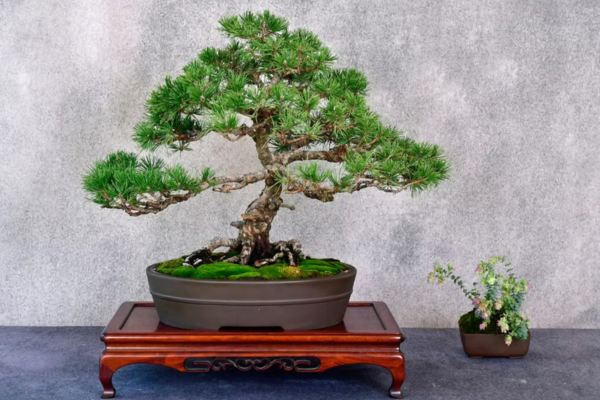 bonsai tree