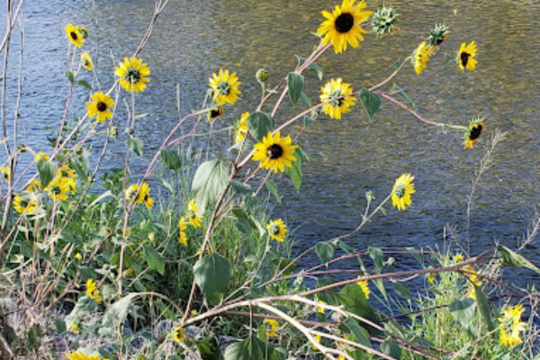 McMurry Natural Area