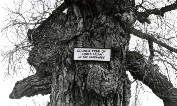 mid-20th century image of Council Tree