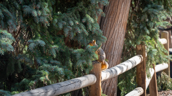 picture of a squirrel sitting on a fence with pine trees