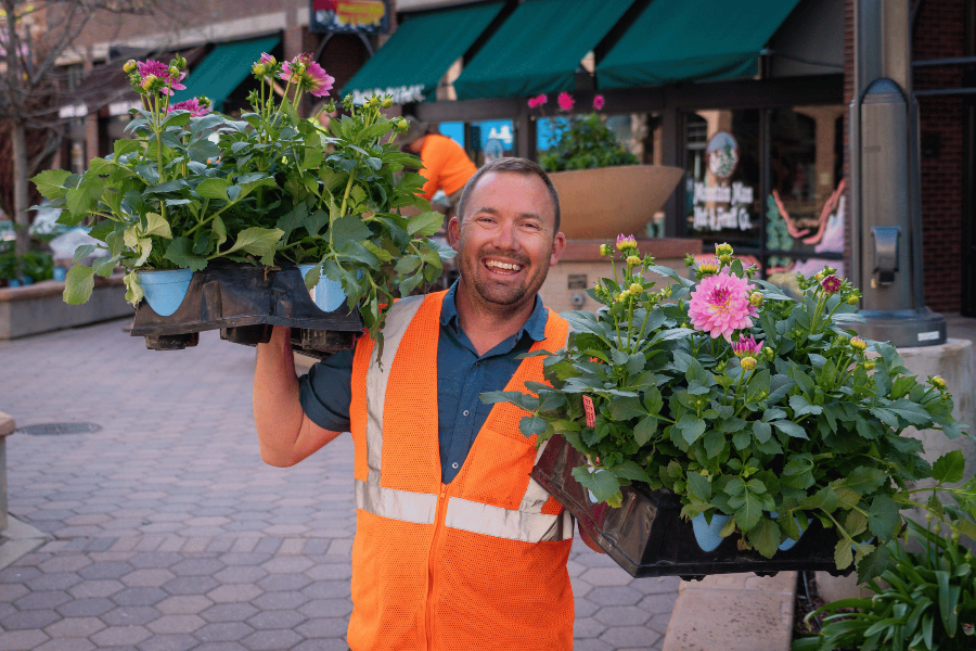 an employee holding plants that will be planted in the downtown business district
