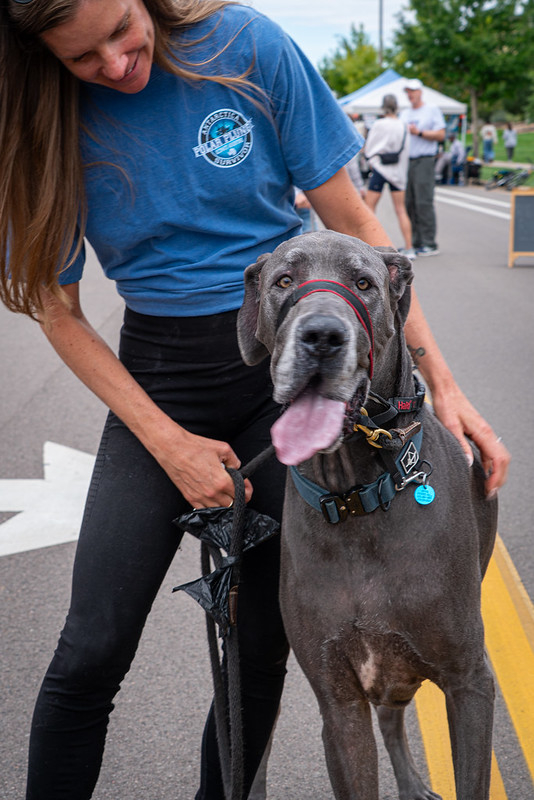 a joyful dog and its owner walk the streets during a festival