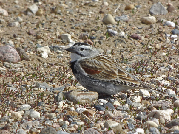 Go to: https://commons.wikimedia.org/wiki/File:Thick-billed_Longspur,_Pakowki_Lake,_Alberta.jpg