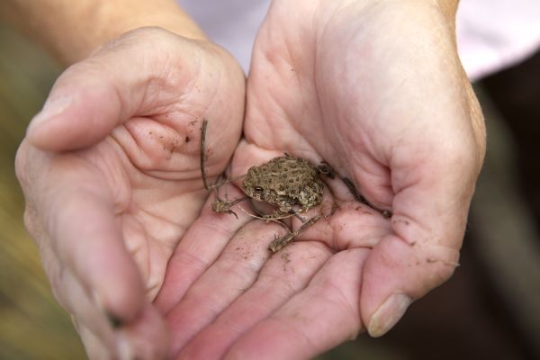 Small bullfrog being carefully shown by two barely cupped hands.