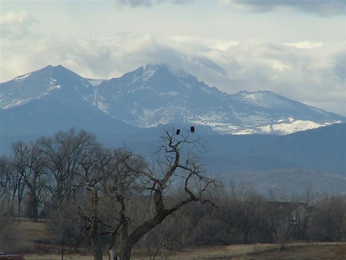 Bald Eagles