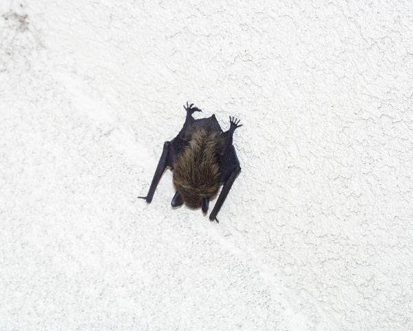 Go to: https://www.facebook.com/FCNaturalAreas/videos/293287028634251/