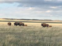 Bison