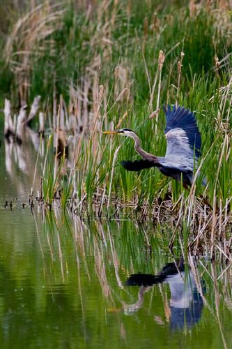 Blue Heron Launch