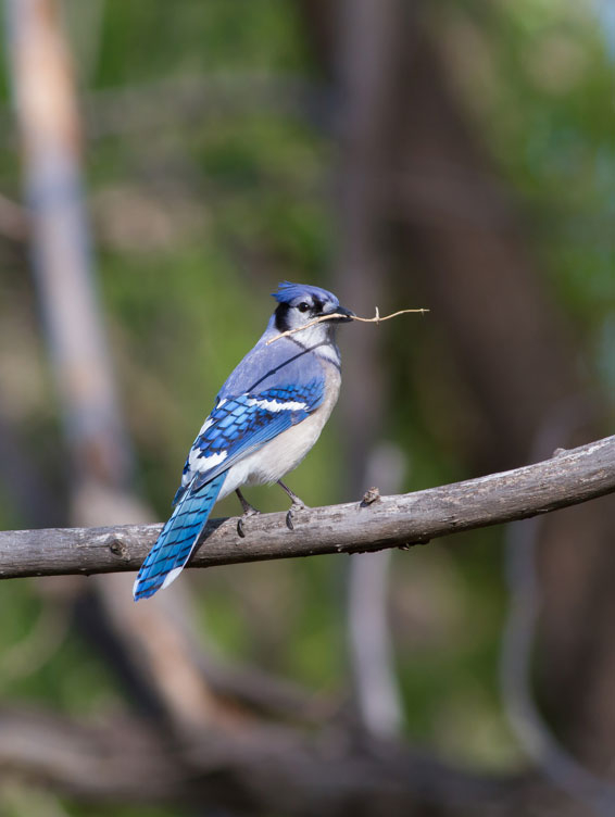 Blue Jay on branch with twig in beak