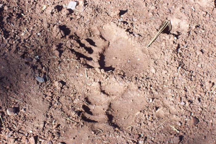 Tracks